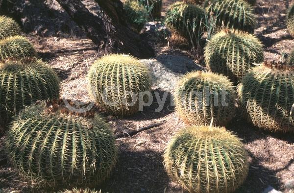 Yellow blooms; North American Native