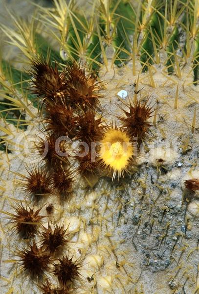 Yellow blooms; North American Native