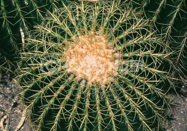 Yellow blooms; North American Native