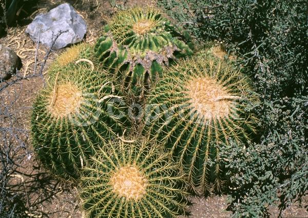 Yellow blooms; North American Native