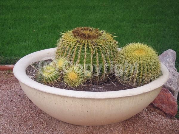 Yellow blooms; North American Native