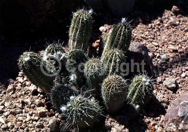 Red blooms; Orange blooms; Yellow blooms; Evergreen