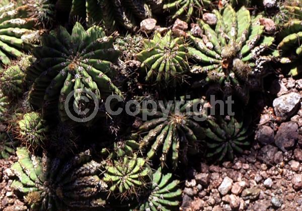 White blooms; Pink blooms; Evergreen