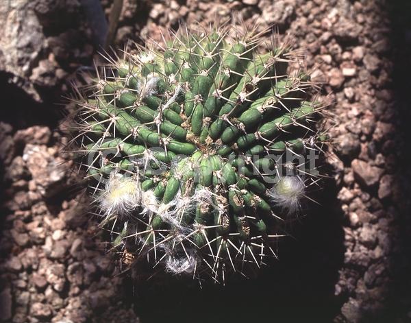 White blooms; Pink blooms; Evergreen