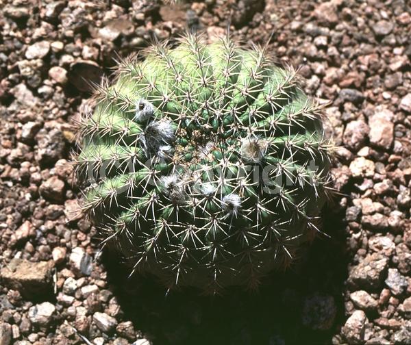 White blooms; Pink blooms; Evergreen