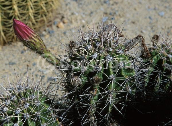 Red blooms; Evergreen