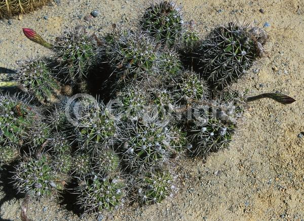 Red blooms; Evergreen