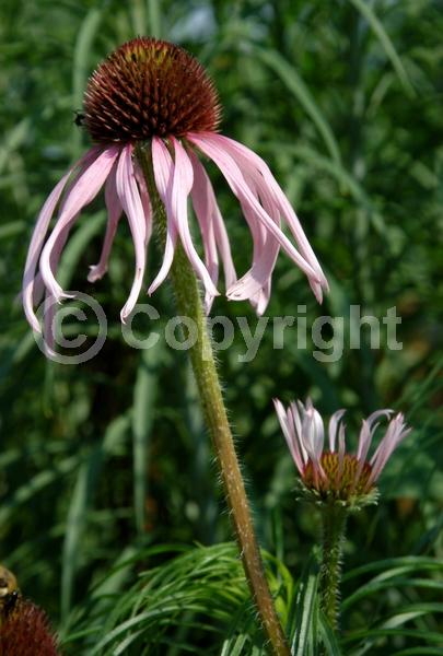 Lavender blooms