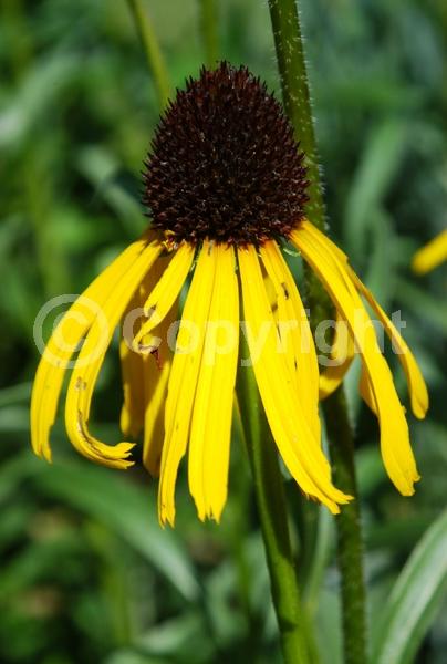 Yellow blooms; Deciduous; Broadleaf; North American Native