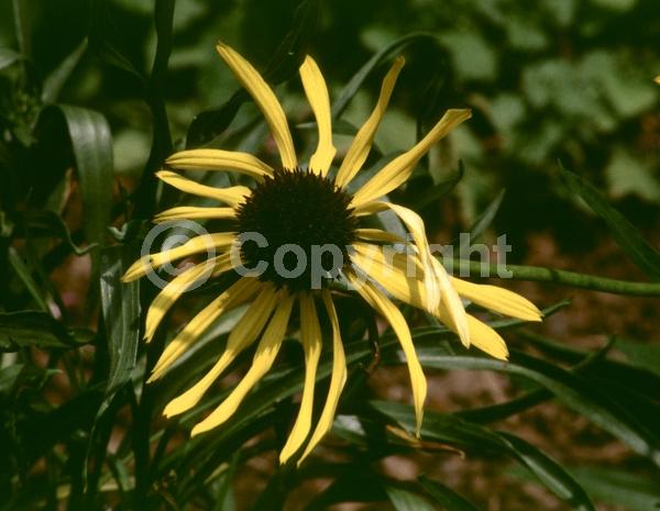 Yellow blooms; Deciduous; Broadleaf; North American Native