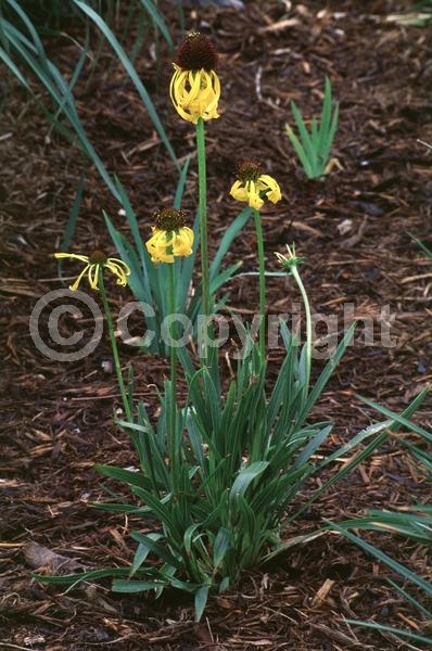 Yellow blooms; Deciduous; Broadleaf; North American Native