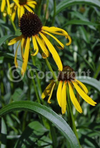 Yellow blooms; Deciduous; Broadleaf; North American Native