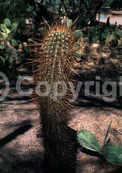 Red blooms; White blooms; Pink blooms; Evergreen