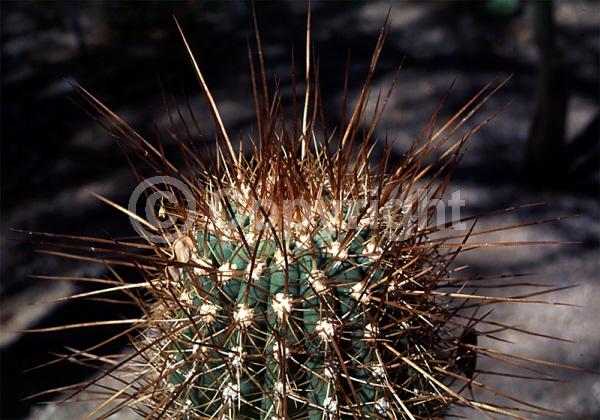 Red blooms; White blooms; Pink blooms; Evergreen