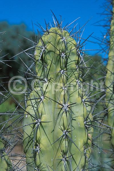 White blooms; Evergreen