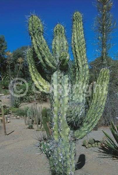 White blooms; Evergreen