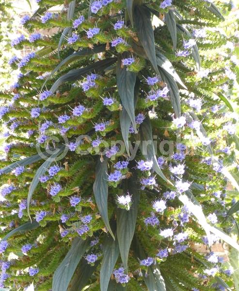 Blue blooms; Purple blooms