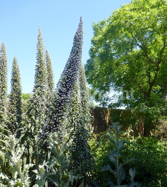 Blue blooms; Purple blooms