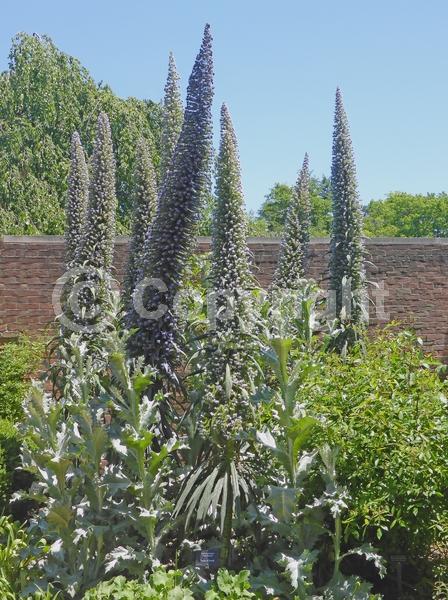 Blue blooms; Purple blooms