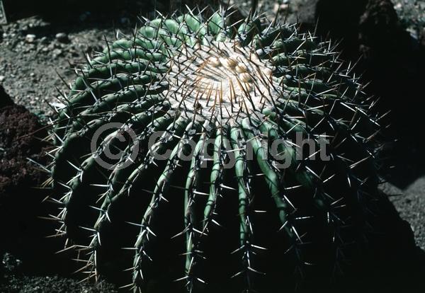Yellow blooms; Evergreen; North American Native