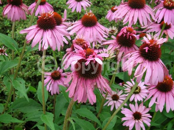 Pink blooms; Deciduous; Broadleaf; North American Native