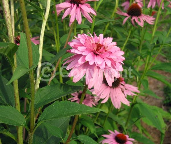 Pink blooms; Deciduous; Broadleaf; North American Native