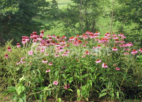 Pink blooms; Deciduous; Broadleaf; North American Native