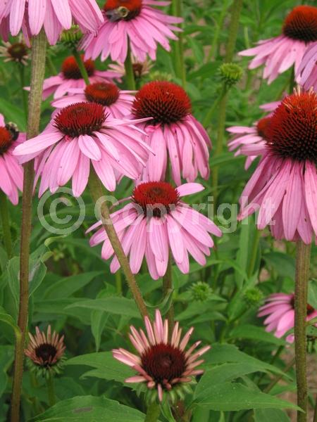 Pink blooms; Deciduous; Broadleaf; North American Native