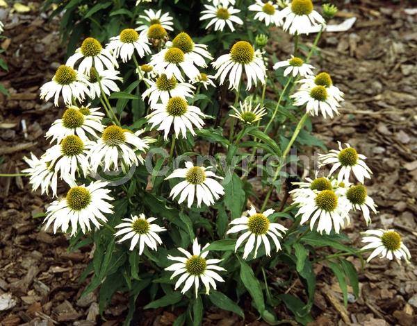 White blooms; Deciduous; Broadleaf; North American Native
