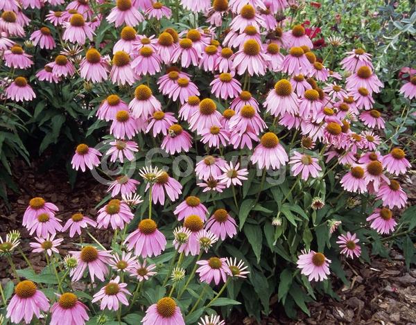 Pink blooms; Deciduous; Broadleaf; North American Native