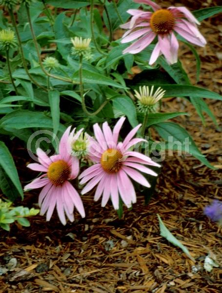 Pink blooms; Deciduous; Broadleaf; North American Native