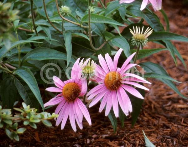 Pink blooms; Deciduous; Broadleaf; North American Native
