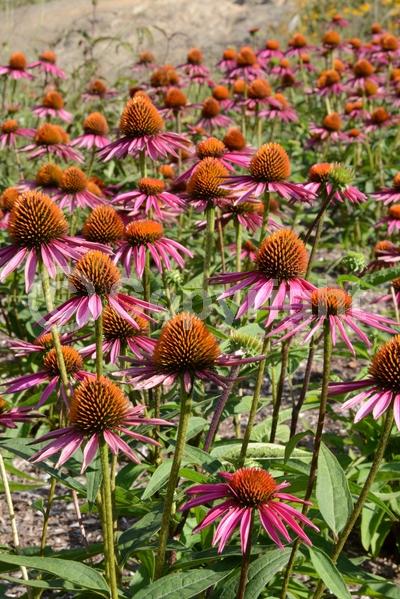 Red blooms; Purple blooms; White blooms; Pink blooms; Deciduous; Broadleaf; North American Native