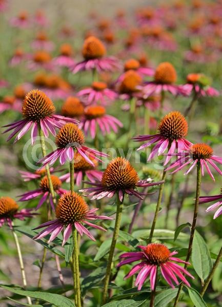 Red blooms; Purple blooms; White blooms; Pink blooms; Deciduous; Broadleaf; North American Native