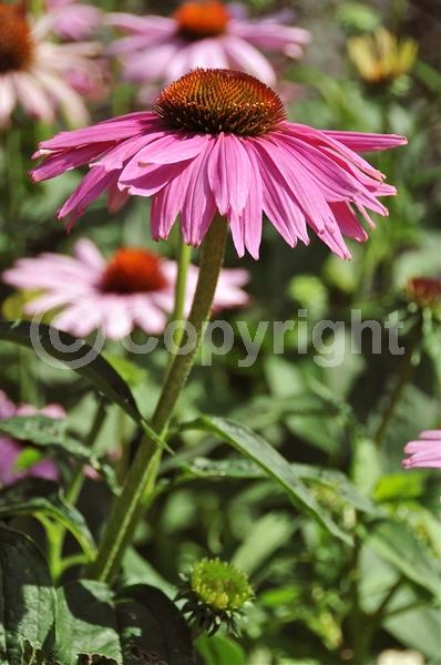 Red blooms; Purple blooms; White blooms; Pink blooms; Deciduous; Broadleaf; North American Native