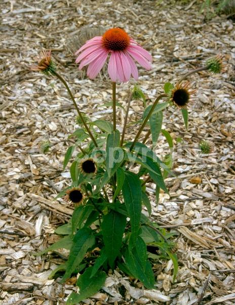 Red blooms; Purple blooms; White blooms; Pink blooms; Deciduous; Broadleaf; North American Native