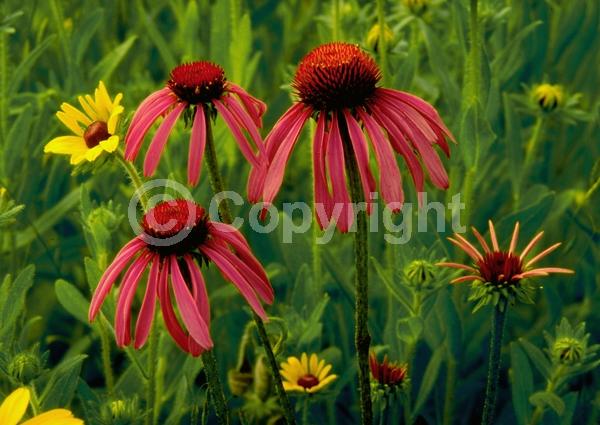 Red blooms; Purple blooms; White blooms; Pink blooms; Deciduous; Broadleaf; North American Native