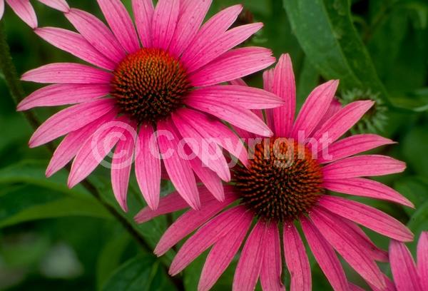 Red blooms; Purple blooms; White blooms; Pink blooms; Deciduous; Broadleaf; North American Native