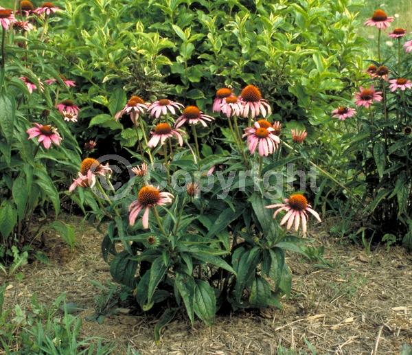 Red blooms; Purple blooms; White blooms; Pink blooms; Deciduous; Broadleaf; North American Native