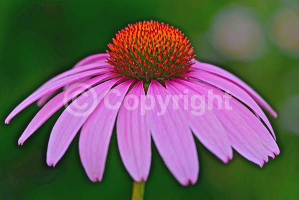 Red blooms; Purple blooms; White blooms; Pink blooms; Deciduous; Broadleaf; North American Native