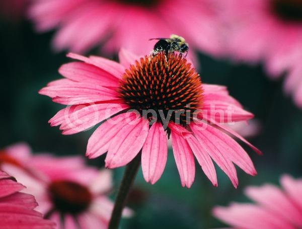 Red blooms; Purple blooms; White blooms; Pink blooms; Deciduous; Broadleaf; North American Native
