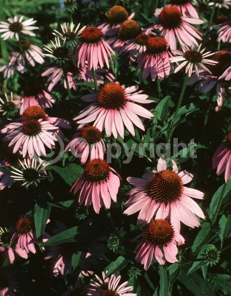 Red blooms; Purple blooms; White blooms; Pink blooms; Deciduous; Broadleaf; North American Native