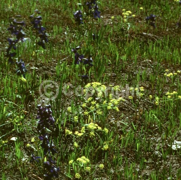 Red blooms; Purple blooms; White blooms; Pink blooms; Deciduous; Broadleaf; North American Native