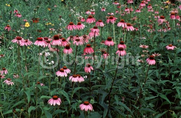 Red blooms; Purple blooms; White blooms; Pink blooms; Deciduous; Broadleaf; North American Native
