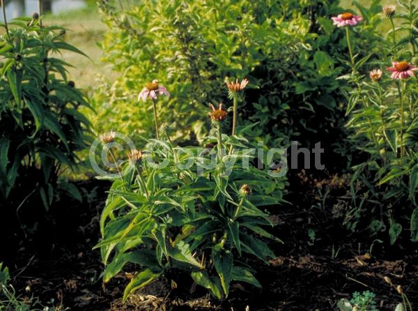 Red blooms; Purple blooms; White blooms; Pink blooms; Deciduous; Broadleaf; North American Native