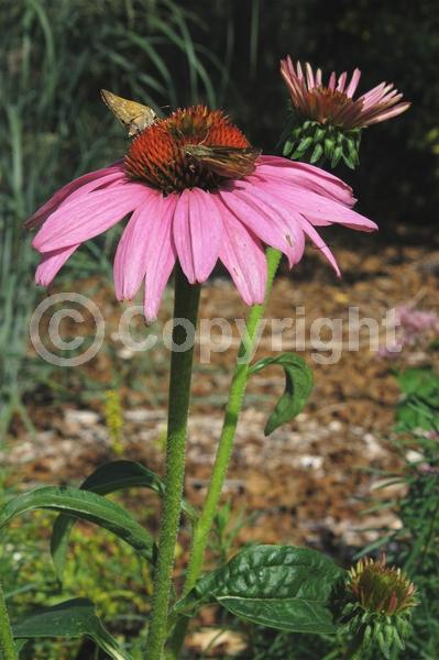 Red blooms; Purple blooms; White blooms; Pink blooms; Deciduous; Broadleaf; North American Native