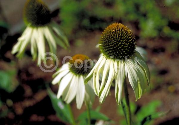 White blooms; Deciduous; Broadleaf; North American Native