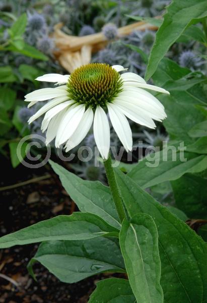 White blooms; Deciduous; Broadleaf; North American Native