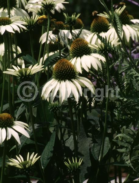 White blooms; Deciduous; Broadleaf; North American Native