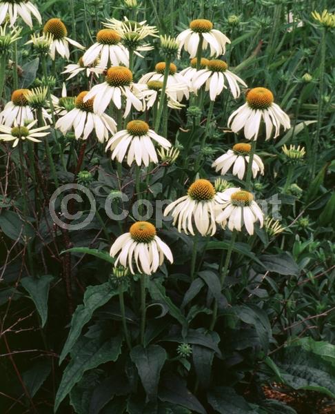 White blooms; Deciduous; Broadleaf; North American Native